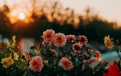 Backlit flowers glowing in low evening sun