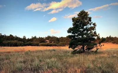 A lone ponderosa pine in golden grassland under a blue sky