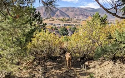 A deer among scrub oak and pines with the foothills beyond