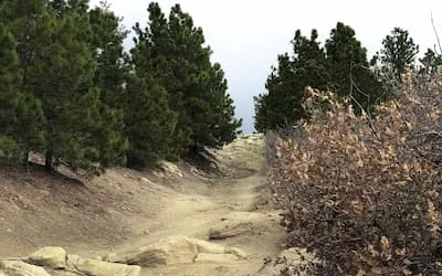 A sandy trail climbing between pines and scrub oak